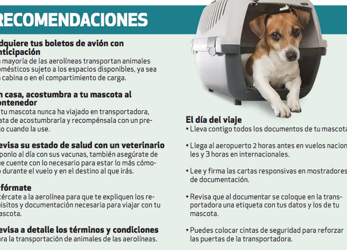 viaja con tu mascota requisitos para perros en avion