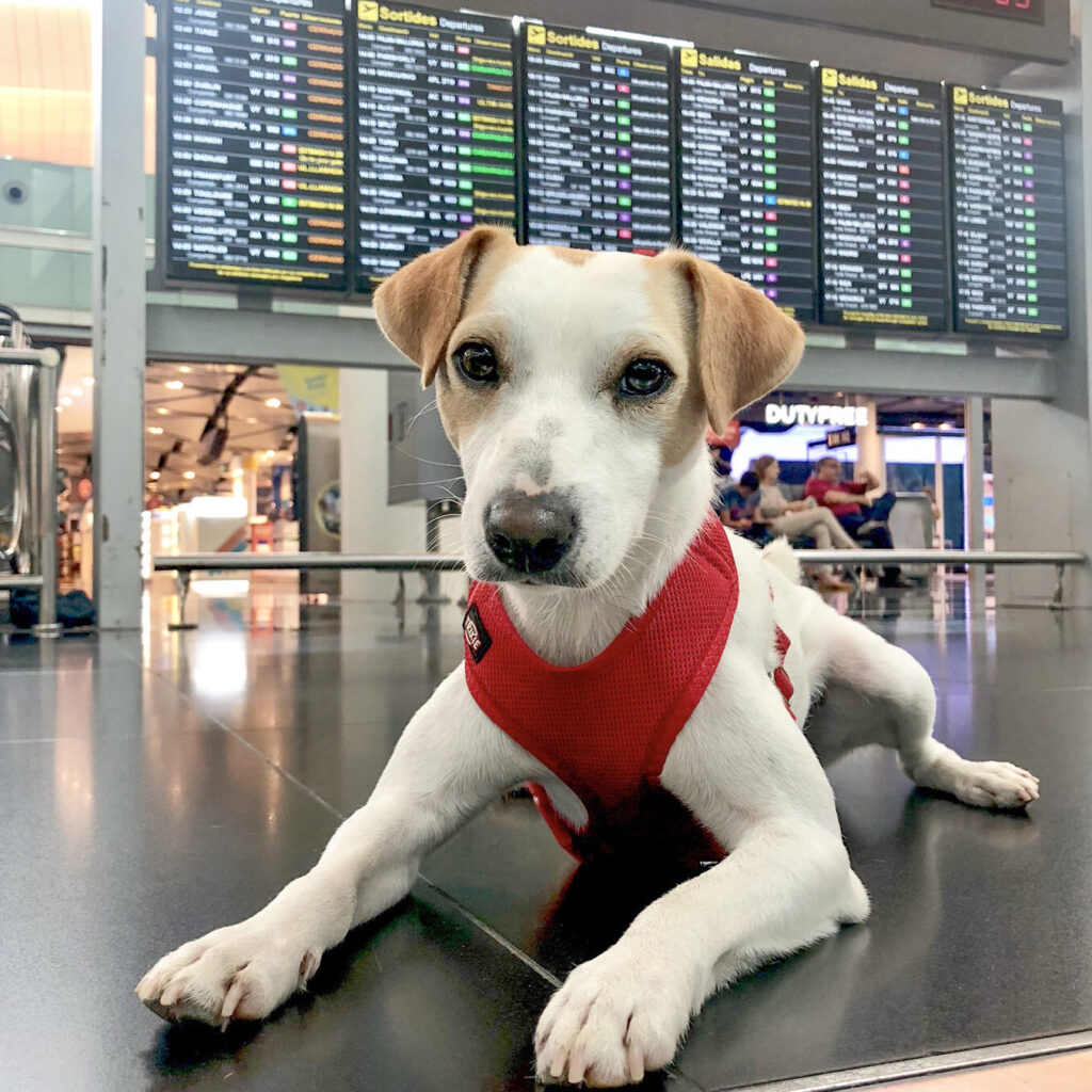 viajar con perro en avion requisitos y consejos para un vuelo seguro