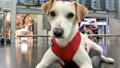 viajar con perro en avion requisitos y consejos para un vuelo seguro